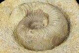 Jurassic Ammonite (Stephanoceras) Fossil - England #171244-3